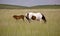 Horse mare and colt Saskatchewan Field