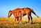 Horse Mare with Foal mother and baby Farm Animal on field