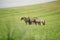 Horse mare herd in green field in summer