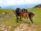 horse mare of the pottoka breed with her young. On Mount Larun, border Spain and France