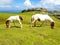 horse mare of the pottoka breed with her young. On Mount Larun, border Spain and France