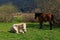 Horse in Meadow