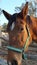 Horse in meadow with Andalusian flag color bridle