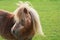 Horse in the meadow in the countryside. Mammal that horseback riding is done as activity for relaxation.