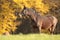 Horse on a meadow at dusk