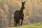 Horse on a meadow at dusk