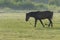 Horse on a meadow.Horses on a summer pasture