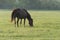 Horse on a meadow.Horses on a summer pasture