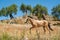 Horse in a meadow in olive tree orchard. Second plan out of focus. Andalucia, Andalusia, Spain. Europe.