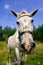 Horse in a meadow pasture. Beautiful Horse and Summer field.