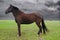 Horse at meadow. Stormy weather.