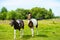 Horse in meadow. Summer day