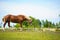 Horse in meadow. Summer day