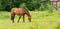 Horse in meadows near farmhouse