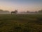 Horse and mill in foggy morning on the field. calm sad depressive mystical atmosphere. Countryside autumn morning