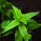 Horse mint mentha longifolia plant closeup square springtime