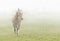 Horse in the mist