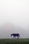 Horse in mist