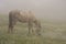 Horse mist wild