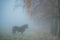 horse in a misty dawn in fall