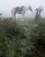 Horse in a misty forestHorse tied to a buash in a misty forest