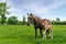Horse mother and foal in green field outdoor. Summer. Village