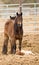 Horse Mother Stands over Tired Colt Foal Offspring