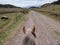Horse on mountain dirt road