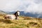 Horse in the mountain grass