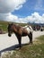 Horse in a mountain hut