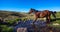 Horse on mountain pasture