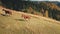 Horse at mountain pasture aerial. Autumn nature landscape. Biodiversity. Funny farm animal at valley