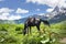 Horse in mountains on clear summer day. horse is grazing in mountain meadow in Svaneti, Georgia