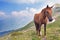 The horse in the mountains in Tibet.