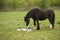 Horse mourning her still born foal