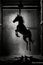 horse movement animal black and white photo studio retro backlight