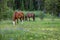 Horse and mule grazing in wildflower and grass mountain meadow after packing equipment