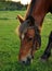 Horse munching grass