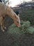 Horse munching hay