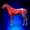 Horse Muscles - Horse Equus Anatomy - on blue background