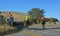 Horse Mustering Cattle on Banks Peninsula, New Zealand