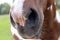 The horse muzzle is brown and white. Horse nose.