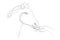 Horse muzzle and female hand, line drawing isolated from background