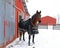 Horse named Charley standing by the barn