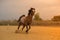 Horse on nature. Portrait of a horse, brown horse