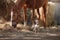 Horse on nature. Portrait of a horse, brown horse, horse stands in the paddock