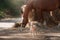 Horse on nature. Portrait of a horse, brown horse, horse stands in the paddock