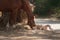 Horse on nature. Portrait of a horse, brown horse, horse stands in the paddock