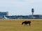 Horse near the airport fence