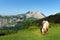 Horse near Anboto mountain